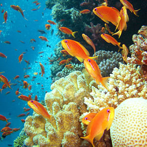 Sharm el Sheik transfer